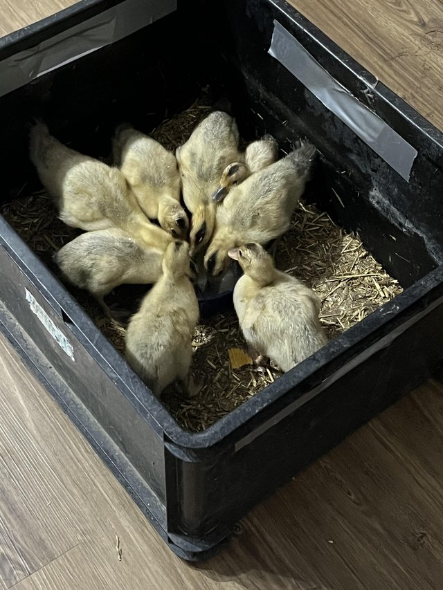 Preview of the first image of miniature Appleyard ducklings(Unsexed).