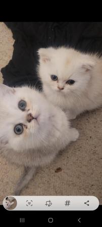 Image 2 of 14 week old male Pedigree British Shorthair silver kitten