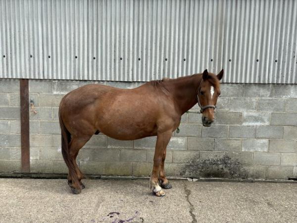 Image 1 of 18yrs 15.3hh gelding for part or full loan
