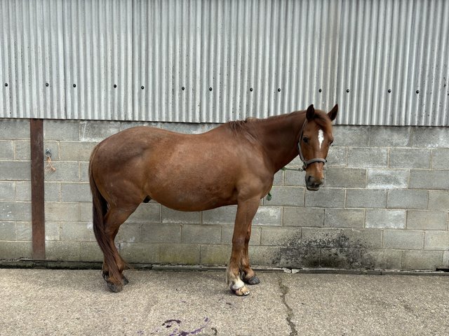 Preview of the first image of 18yrs 15.3hh gelding for part or full loan.