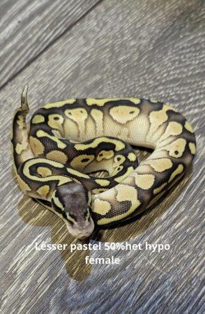 Image 3 of Reduced royal python morphs hatchlings and adults