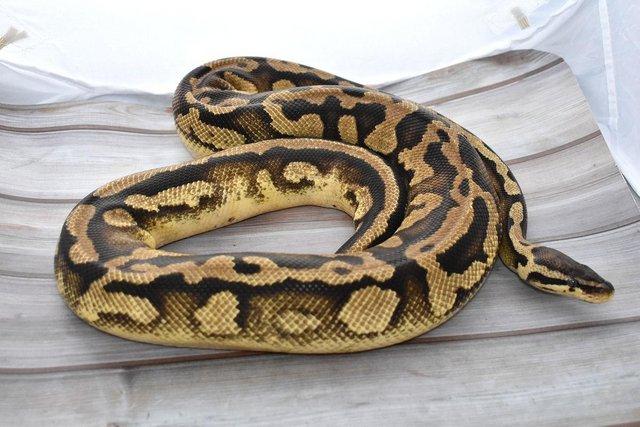 Image 2 of Adult Royal Pythons - For Sale
