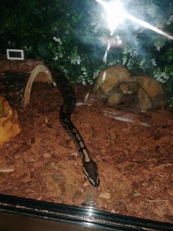 Image 6 of Ball python for sale Chester