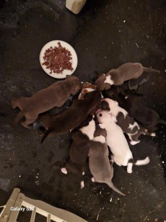 Image 4 of 10 week old Staffordshire bull terrier puppies