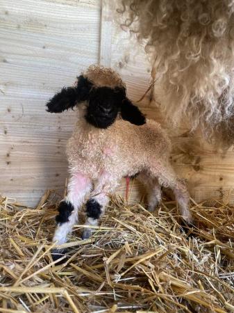 Image 3 of Registered Valais Blacknose Ram Lamb - great genetics ??