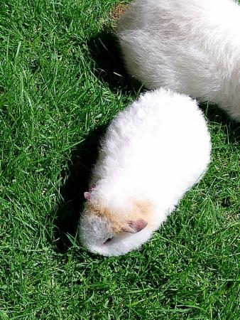Image 5 of Beautiful baby boy guinea pig