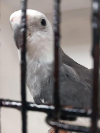 Image 5 of Semi tame , white faced grey cockatiel