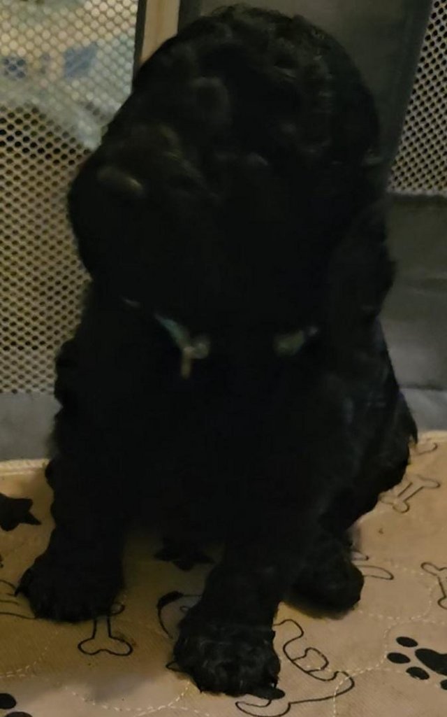 Preview of the first image of Last F2 Cockapoo puppy available DNA Health tested parents.
