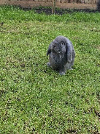 Image 1 of Two Mini Lops For Sale (Pair)