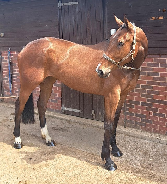 Preview of the first image of Stunning 3yr old event type filly.
