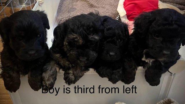 Image 3 of Poochon puppies for sale