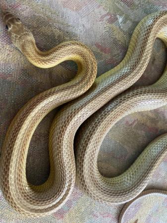 Image 3 of Various Morph Corn Snakes