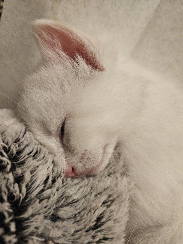 Stunning, friendly Ragdoll Cross Kittens — photo 3 of 4