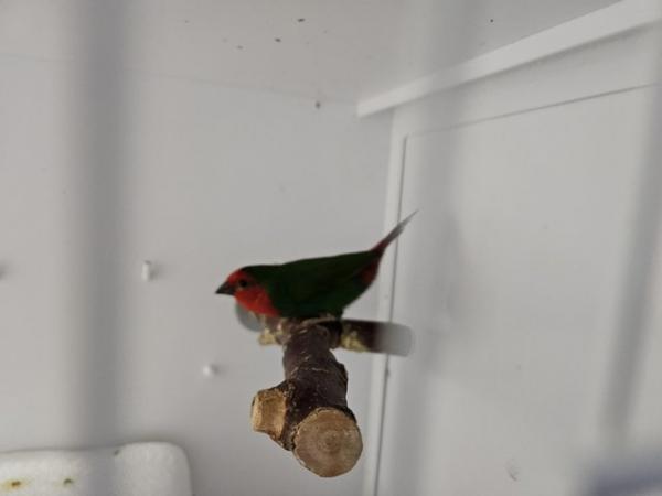 Image 3 of Red Throated Parrot Finch