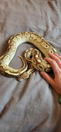 Image 1 of Royal python's for sale a normal a lesser and lemonblast p