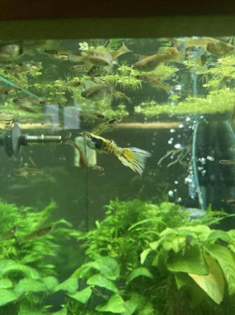 Image 6 of 3£ each various male endler guppys