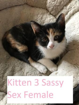 Image 11 of Kittens Mixed Manchester £50 - £80