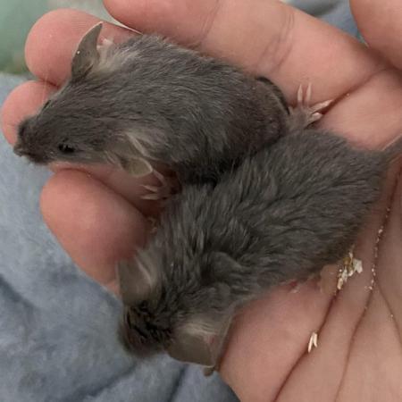 Image 3 of Two Baby Male Mice Looking For Homes