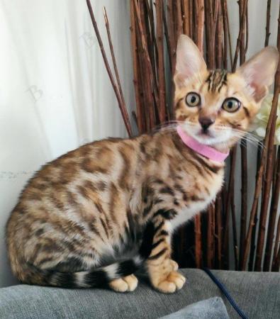Image 7 of Beautiful Bengal Kitten full Pedigre TICA registered female