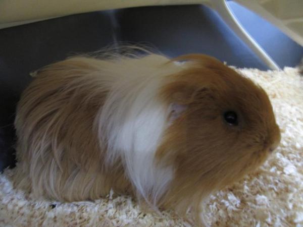 Image 9 of 2 male long haired guinea pigs looking for a new home