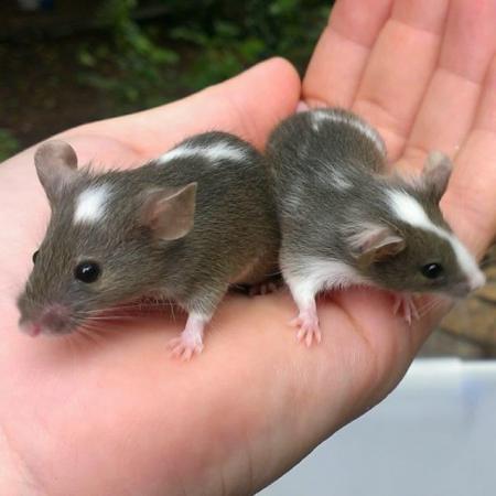 Image 4 of Fancy mice for sale - ad price per pair - or £5 each