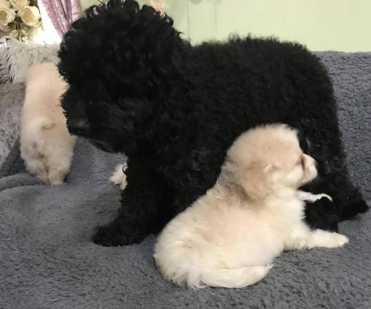 Image 24 of poodle x papillon puppies