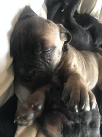 Image 2 of Beautiful litter of chunky cane corso pups ??