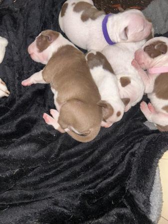 Image 2 of Staffy x puppies for sale