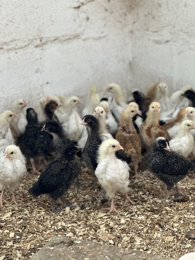 Preview of the first image of Hybrid Pullet growers, beautiful birds.