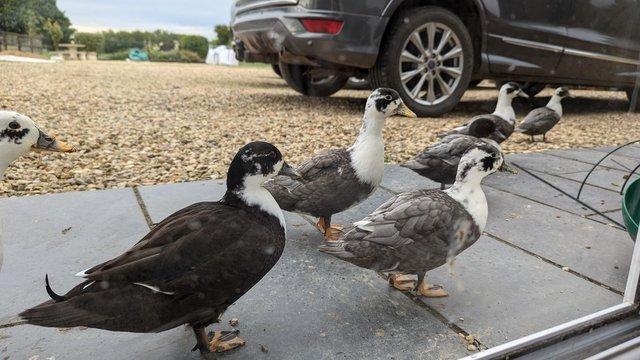 Preview of the first image of call ducks young, grey and white or black and white.
