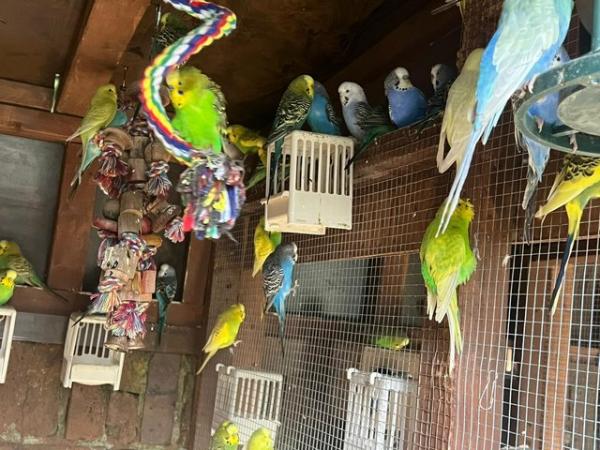 Image 14 of Adorable budgies for sale