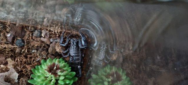 Preview of the first image of Male asian forest scorpion.