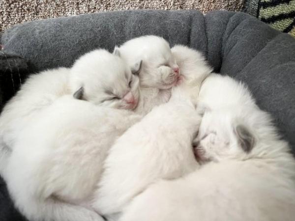 Image 9 of Ragdoll Kittens (GCCF REGISTERED AND FULLY HEALTH TESTED)