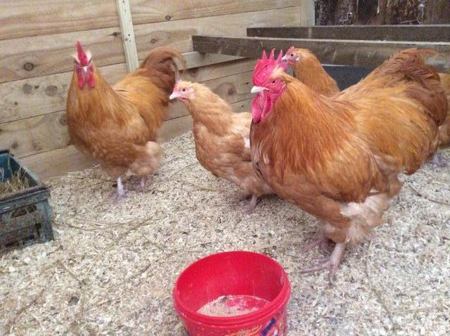 Preview of the first image of BUFF ORPINGTON COCKERELS YOUNG BIRDS.