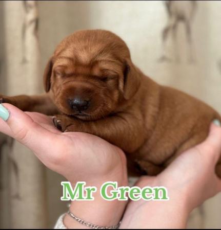 Image 10 of Chunky Dark Fox Red puppies for sale