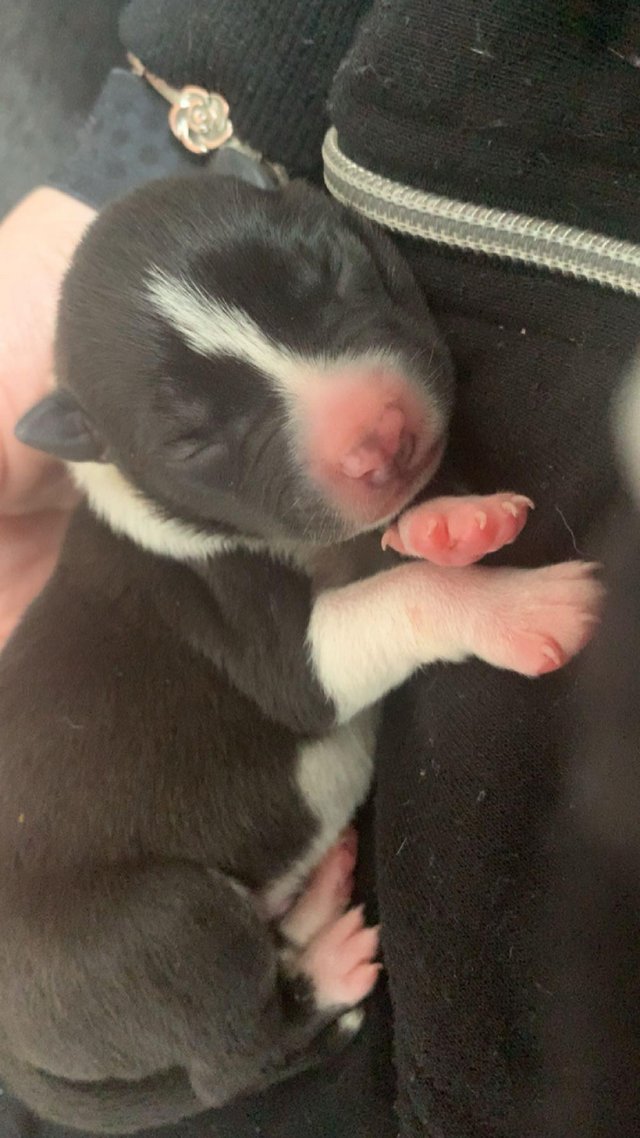 Preview of the first image of Border collie x staffie x German Shepard pups.