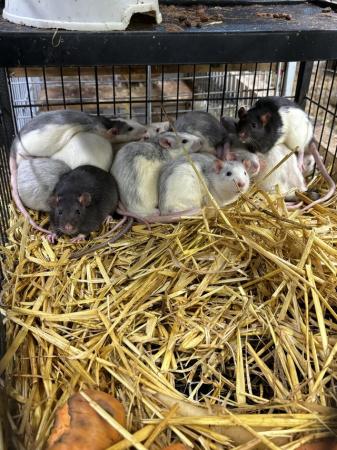 Image 5 of Young rats at various ages males and females