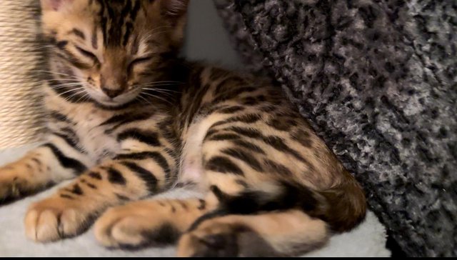 Image 4 of 12 weeks old Bengal Kittens