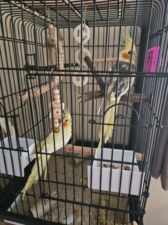 Image 3 of 4 month old pair of cockatiels with full set up