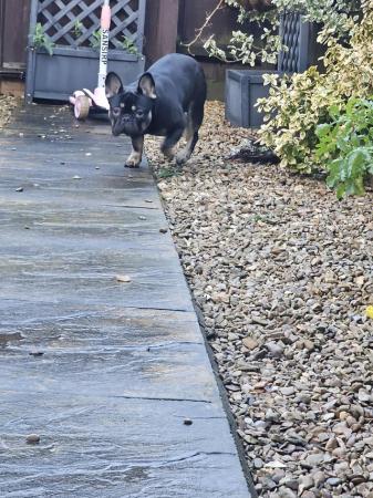 Image 2 of 10 months French bulldog for sell.