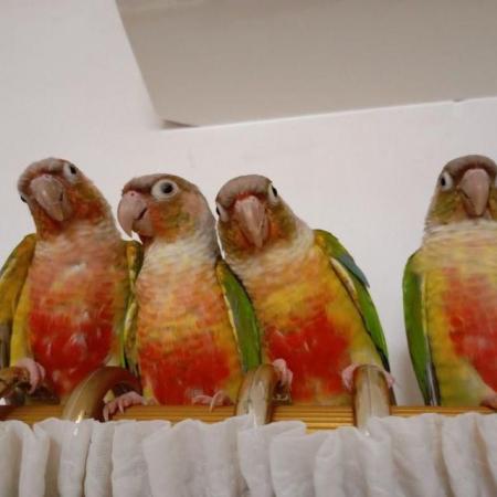 Image 6 of Handreared Tamed lovely Conures