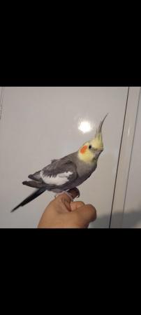 Image 4 of Young Tame Cockatiel Friendly