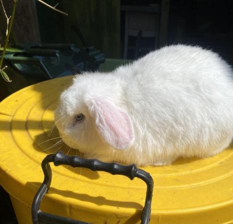 Image 1 of Adult white mini lop buck