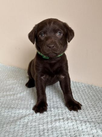 Image 12 of *SOLD*KC Registered Chocolate Labrador Retriever puppies
