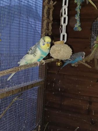 Image 1 of 33 week old budgies male and female