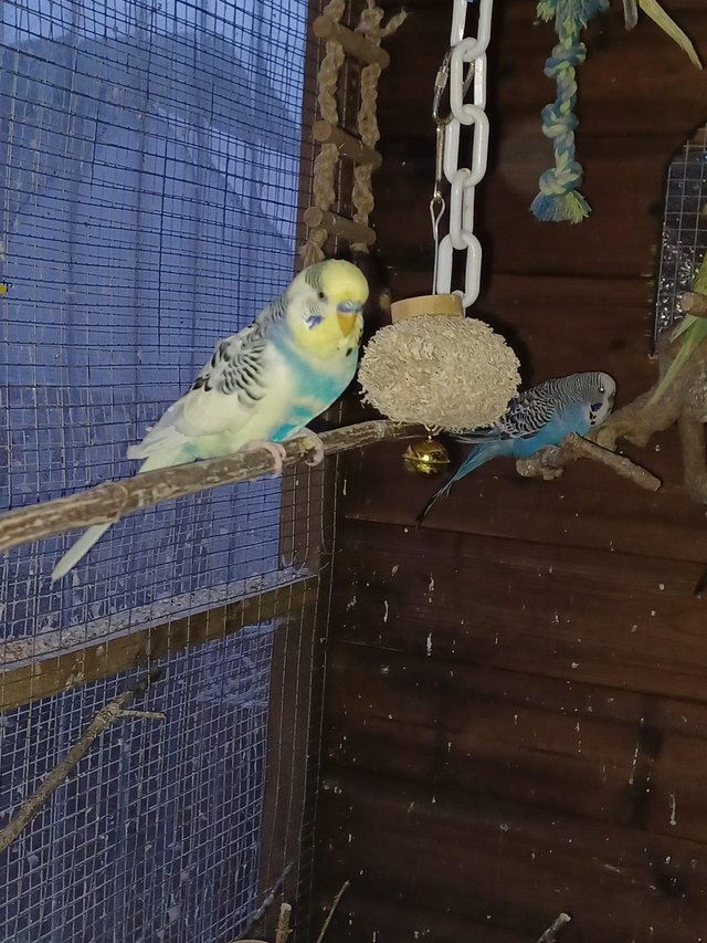 Preview of the first image of 33 week old budgies male and female.