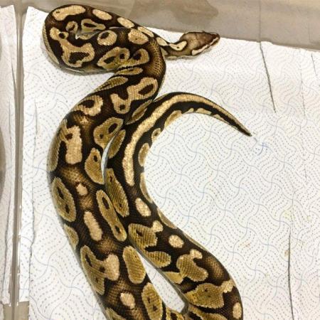 Image 3 of OPEN TO OFFERS ROYAL PYTHONS male and females