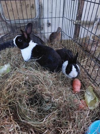 Image 6 of 3 Rabbitsfor sale pair and single male