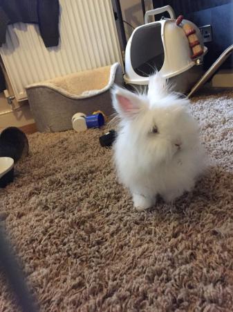 Image 3 of Mini Lionhead Male Rabbit