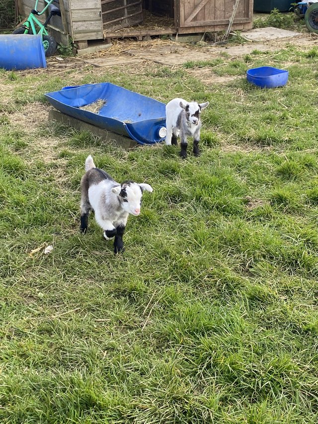 Preview of the first image of Pygmy goat kids for sale at weening.